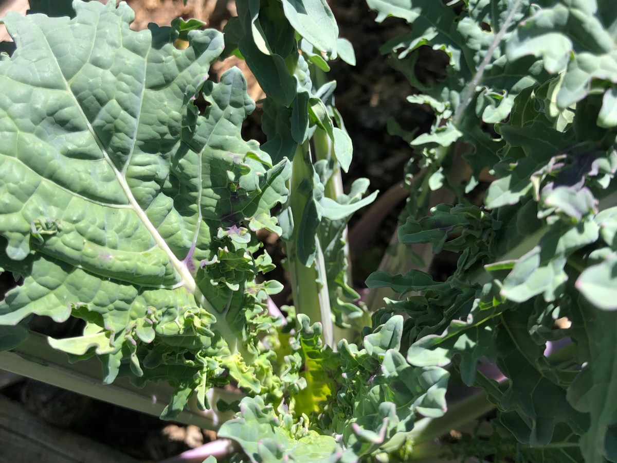 That’s Some Big&nbsp;Kale