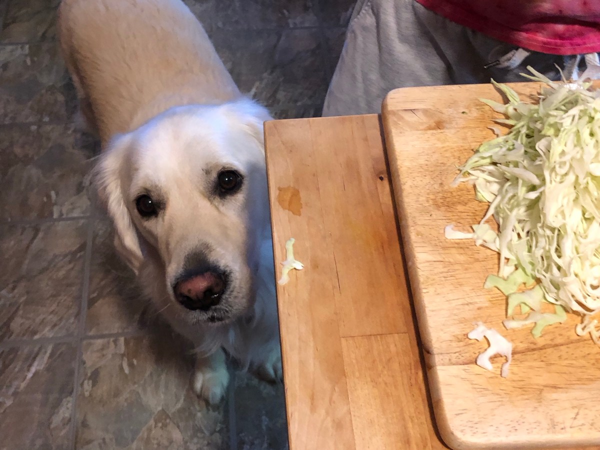 The Thing Is… About&nbsp;Sauerkraut