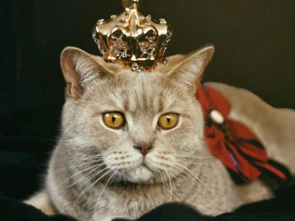 I Would Advise Against That Decision My&nbsp;Lord